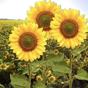 Vege Sunshine Vitamin D3 - High Potency