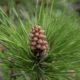 Pinus Sylvestris Oil -