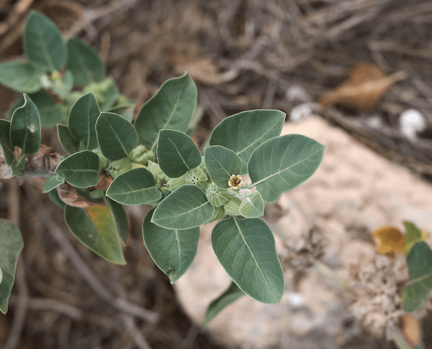 Best-Herbs-for-Sleep